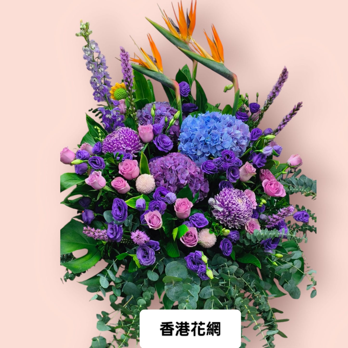 開張花藍 - TMMP991