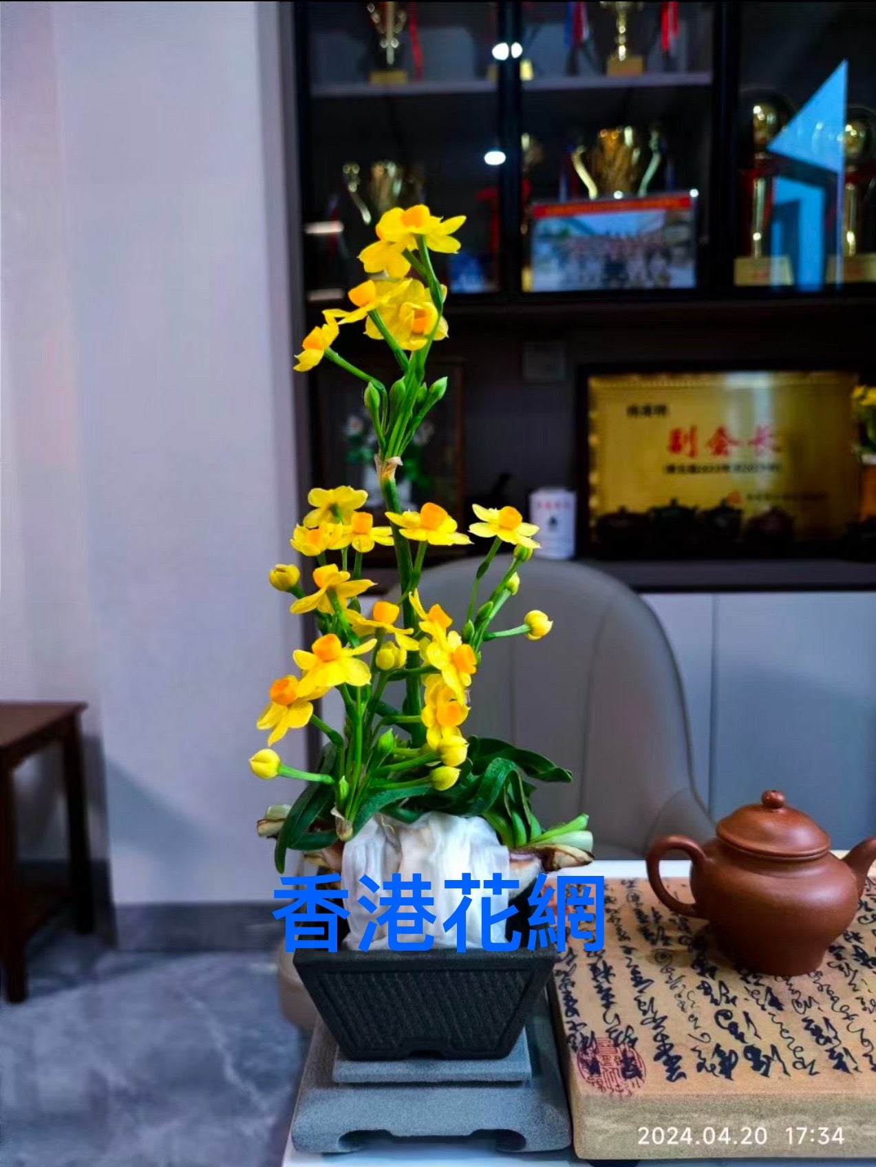 水仙系列帶盆 TMMD002