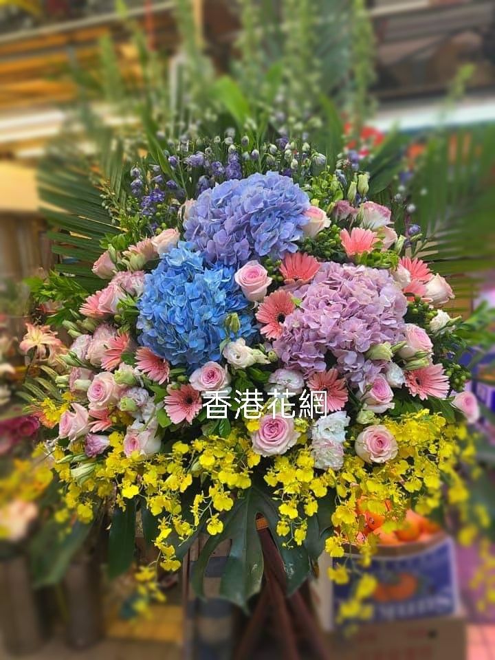 開張花藍 - TMMP208