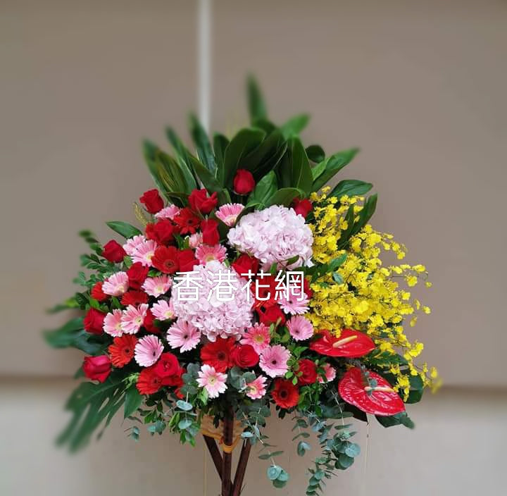 開張花藍 - TMMP105