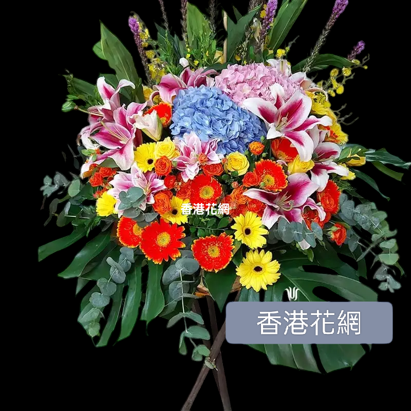 開張花藍 - TMMP103