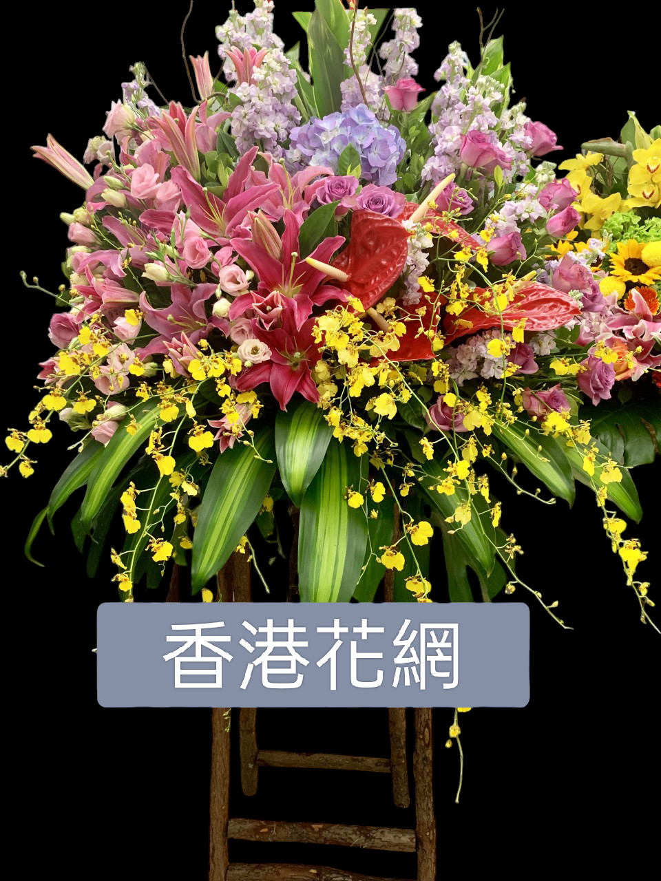 開張花藍 - TMMP107