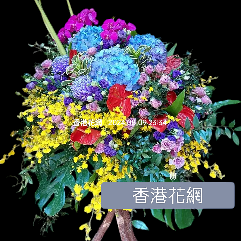 開張花藍 - TMMP115