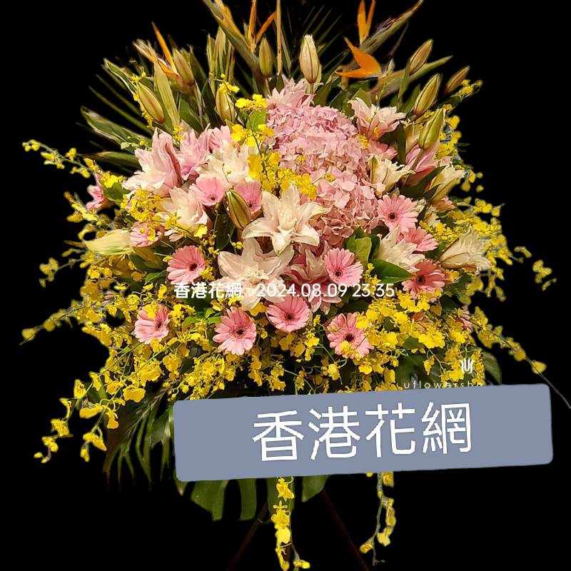 開張花藍 - TMMP116