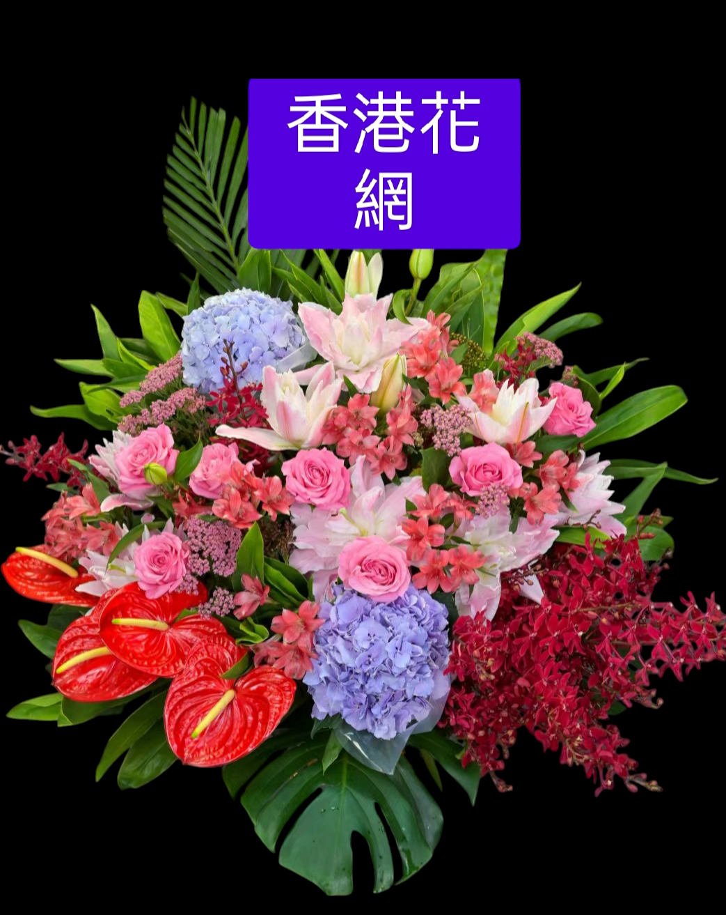 開張花藍 - TMMP123