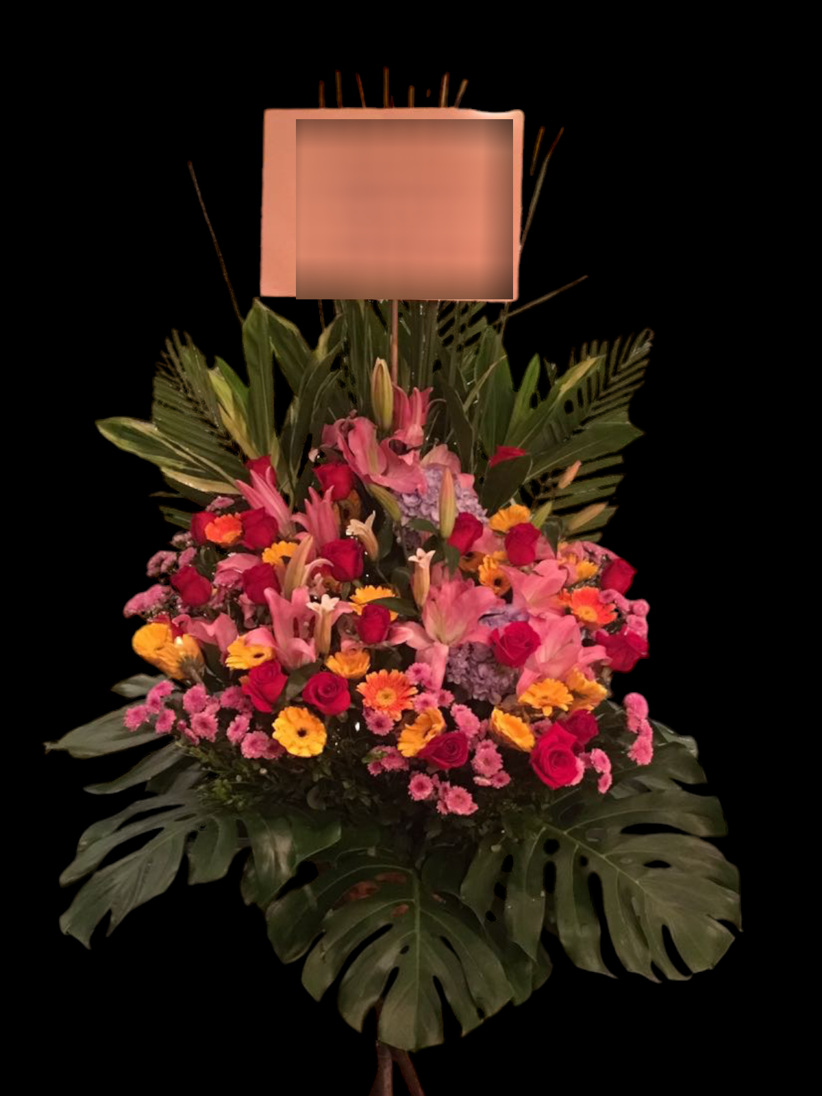 開張花藍 - TMMP139