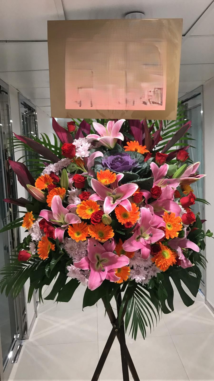 開張花藍 - TMMP235