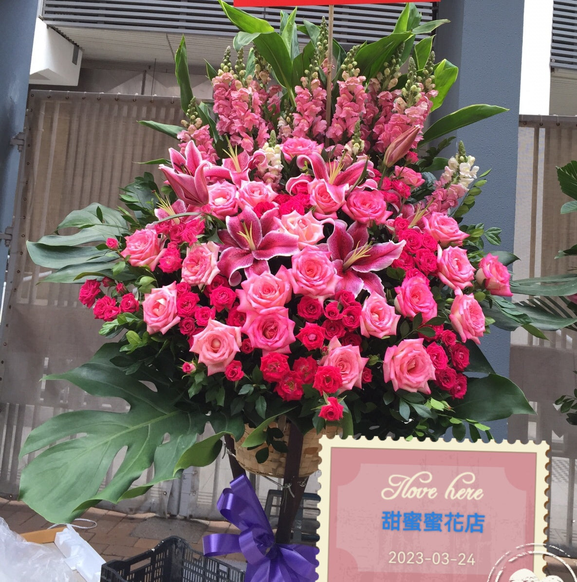 開張花藍 - TMMP166