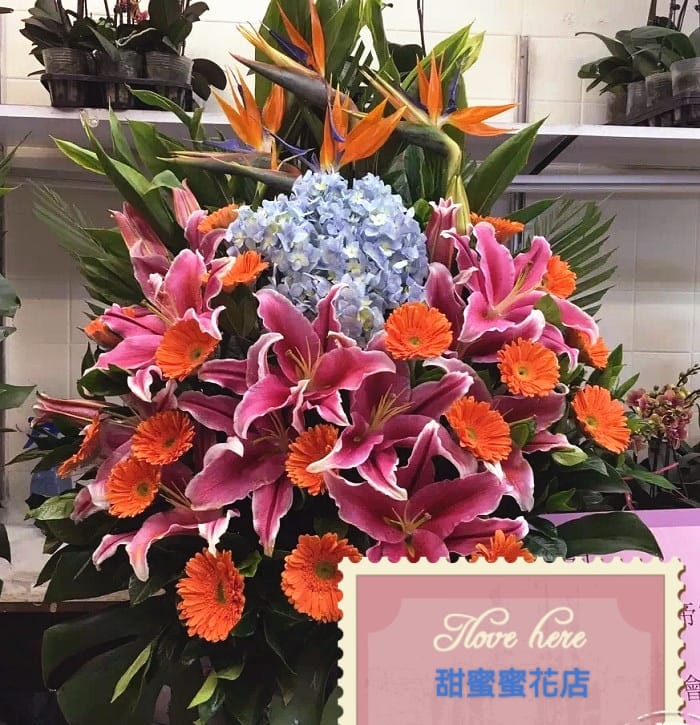 開張花藍 - TMMP07