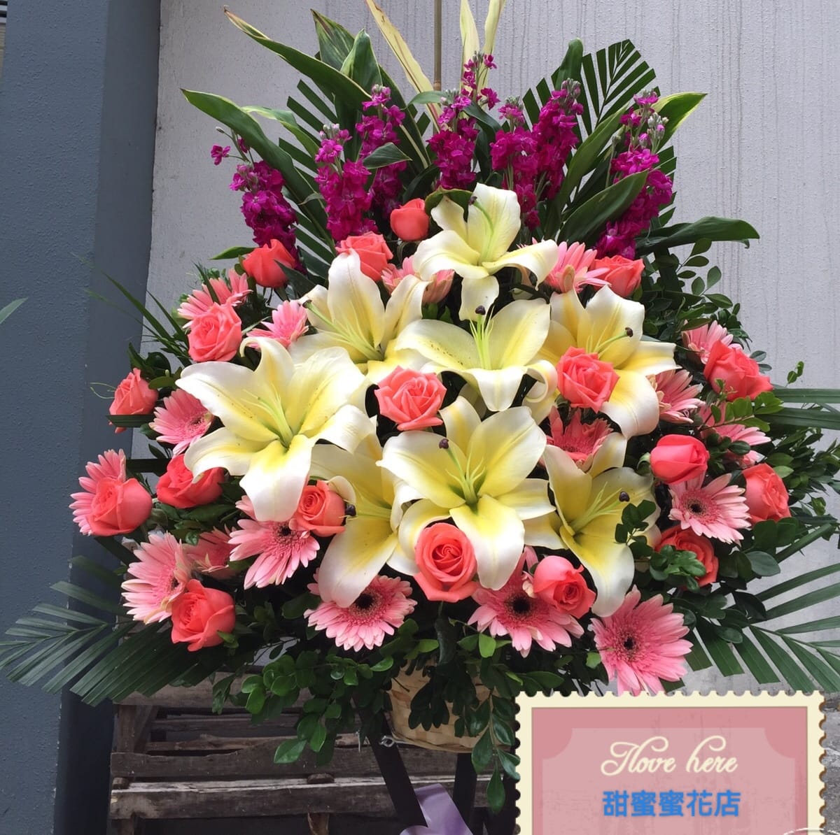 開張花藍 - TMMP009